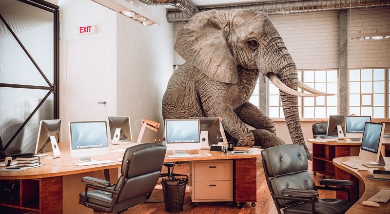 elephant in the office